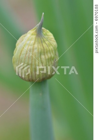 Green onion shaved Green onion shaved 6970188