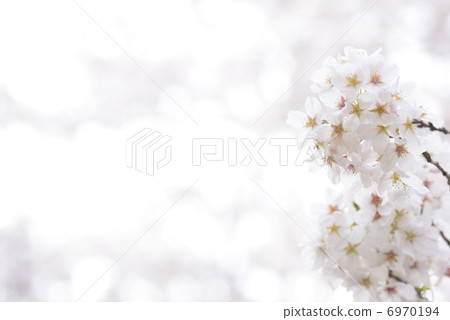 Cherry Blossoms Cherry Blossoms 6970194
