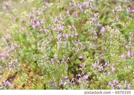 Hotokenoza flower Hotokenoza flower 6970195