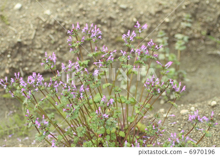 Hotokenoza flower Hotokenoza flower 6970196
