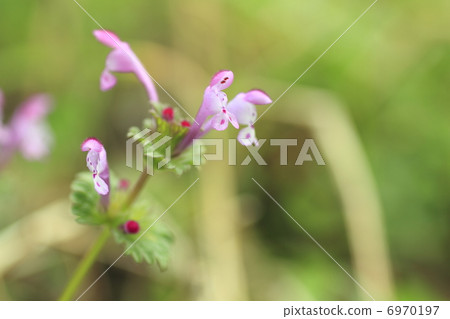 Hotokenoza flower Hotokenoza flower 6970197