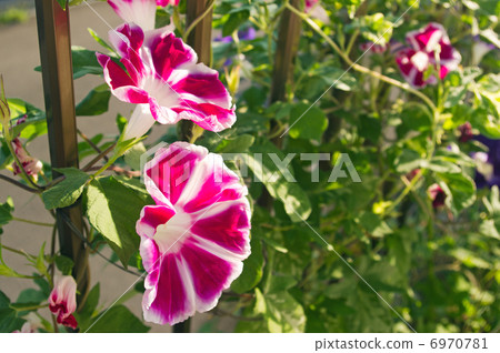 綠色的窗簾（夏天的風景·牽牛花） 6970781