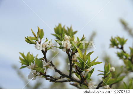 Piracaansus flowers 6970783