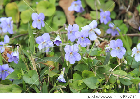 Violet flowers 6970784