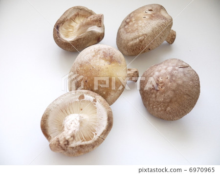 Shiitake mushrooms 6970965