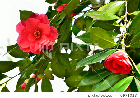 樹·Yabutsubaki山茶花 6971028