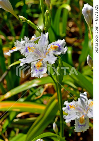 植物·Shaga irai家族 6971029