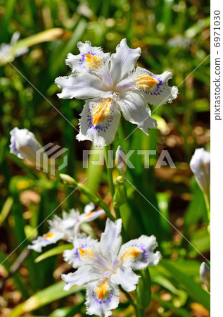 植物·Shaga irai家族 6971030