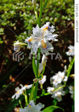 植物·Shaga irai家族 6971031