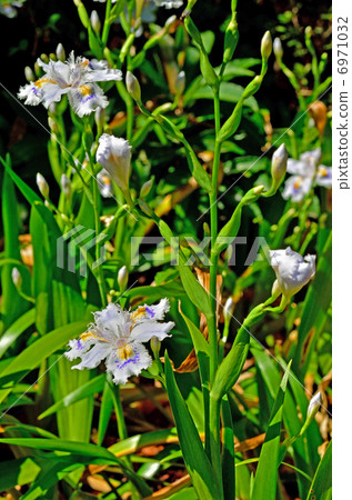 植物·Shaga irai家族 6971032