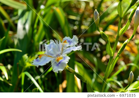 植物·Shaga irai家族 6971035