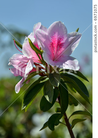 Azalea 6971075