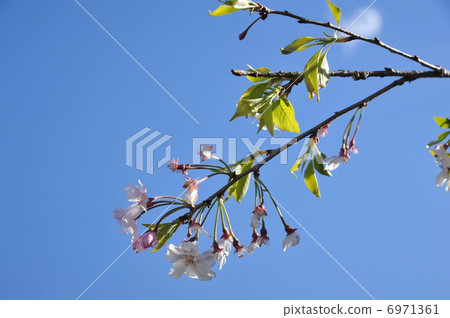 Leaves cherry tree 6971361