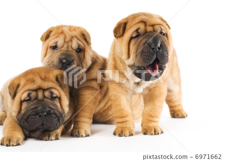 Beautiful sharpei puppies isolated on white background Beautiful sharpei puppies isolated on white background 6971662