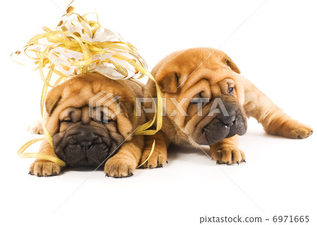 Two sharpei puppies in love Two sharpei puppies in love 6971665