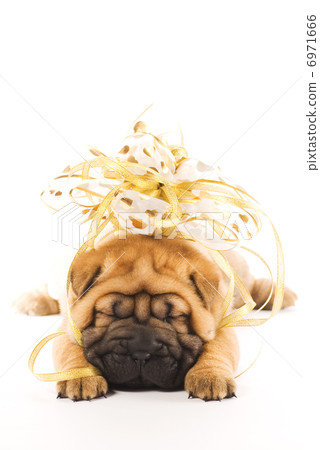 Beautiful sharpei puppie with golden bow isolated on white backg Beautiful sharpei puppie with golden bow isolated on white backg 6971666