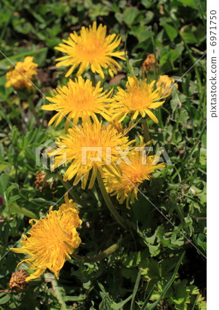 Dandelion Dandelion 6971750