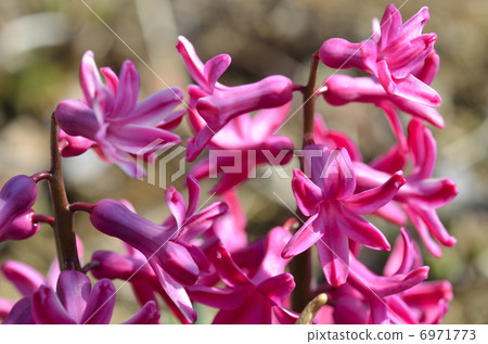 Hyacinth Hyacinth 6971773