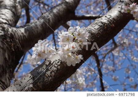Seimei Park Sayi Yoshino Seimei Park Sayi Yoshino 6971798