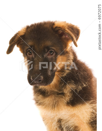 German shepherd puppy isolated on white background German shepherd puppy isolated on white background 6972075