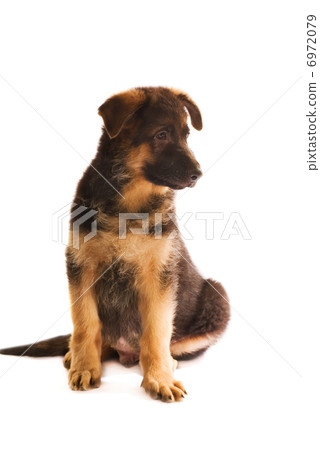 German shepherd puppy isolated on white background German shepherd puppy isolated on white background 6972079