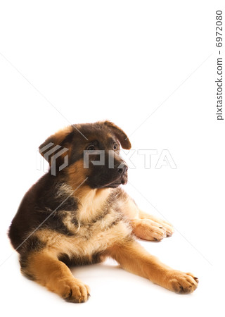 German shepherd puppy isolated on white background German shepherd puppy isolated on white background 6972080