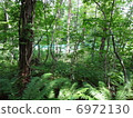 新鮮的綠色森林 6972130