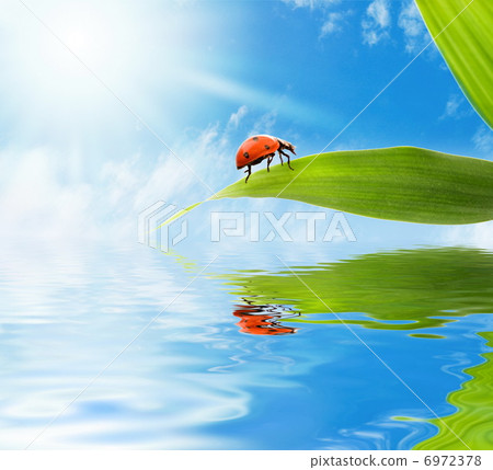 Ladybug sitting on a green leaf reflected in rendered water 6972378
