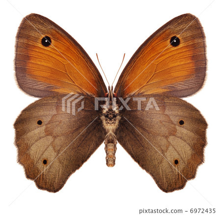 Butterfly isolated on white background Butterfly isolated on white background 6972435