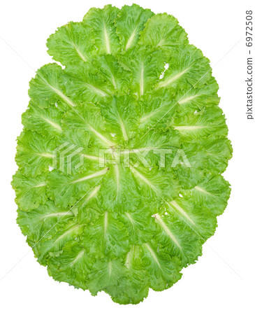 leaf fresh lettuce isolated leaf fresh lettuce isolated 6972508