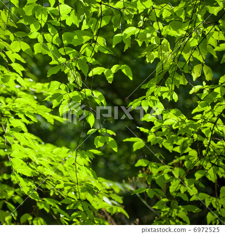 green forest green forest 6972525