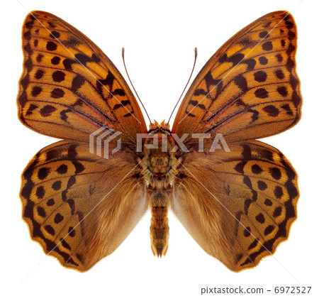 Butterfly isolated on white background Butterfly isolated on white background 6972527