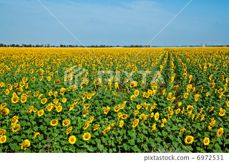 A field of sunflowers on blue sky A field of sunflowers on blue sky 6972531