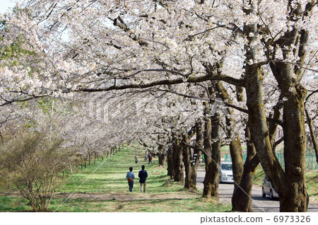 赤城南側Senbon-zakura 赤城南側Senbon-zakura 6973326