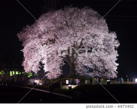 在Mizuka的櫻花 6973402