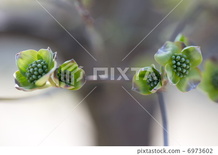 Dogwood and spring 6973602