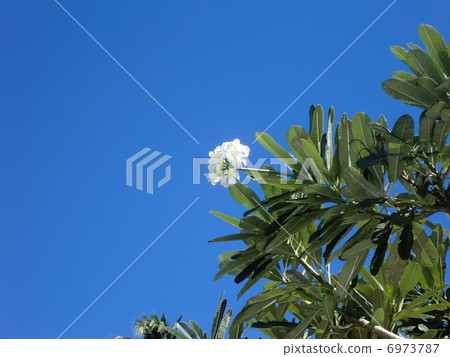 Island of Hawaii Plumeria Island of Hawaii Plumeria 6973787