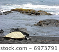 Sea turtle on the Black sand coast of Hawaii Island 6973791