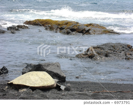 Sea turtle on the Black sand coast of Hawaii Island Sea turtle on the Black sand coast of Hawaii Island 6973791