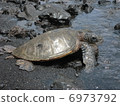 Sea turtle on the Black sand coast of Hawaii Island 6973792