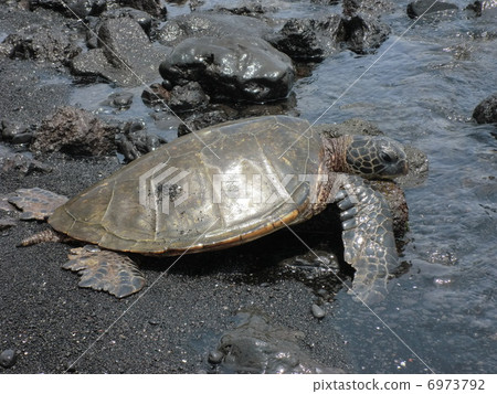 Sea turtle on the Black sand coast of Hawaii Island Sea turtle on the Black sand coast of Hawaii Island 6973792