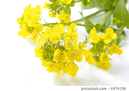 Rape blossoms 6974196