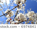 Cherry Blossoms	 6974841
