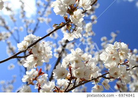 Cherry Blossoms	 6974841