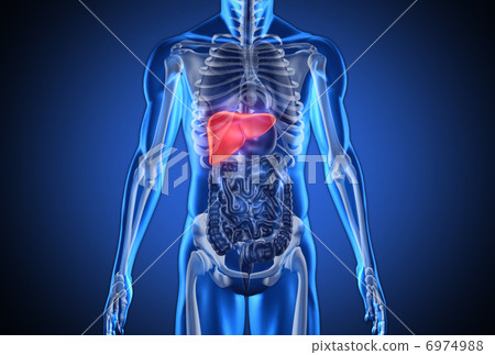 Digital blue human with highlighted liver 6974988