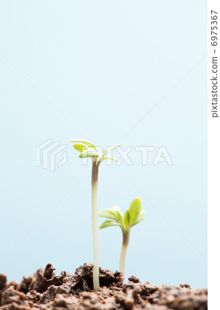 Seedlings in soil 6975367