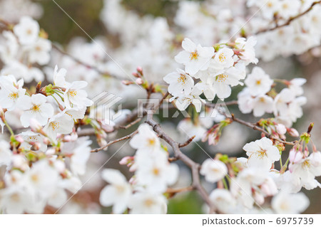Cherry Blossoms Cherry Blossoms 6975739