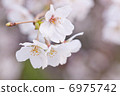 Cherry Blossoms   6975742