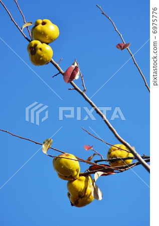 Karin's yellow fruit Karin's yellow fruit 6975776