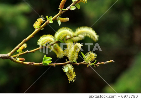 貓王威利 6975780